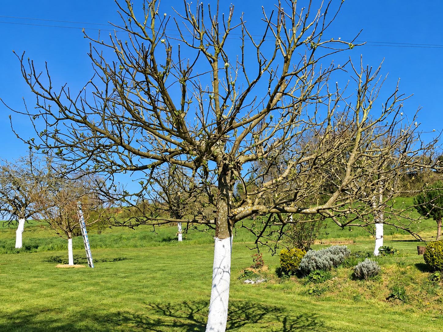 Un arbre fruitier aux branches nues et au tronc peint en blanc se dresse dans un verger herbeux, sous un ciel bleu, avec une échelle appuyée contre un arbre au fond.