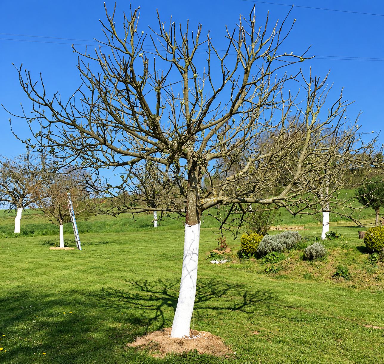 Un arbre fruitier aux branches nues et au tronc peint en blanc se dresse sur une pelouse ensoleillée, avec d'autres arbres semblables en arrière-plan sous un ciel bleu.