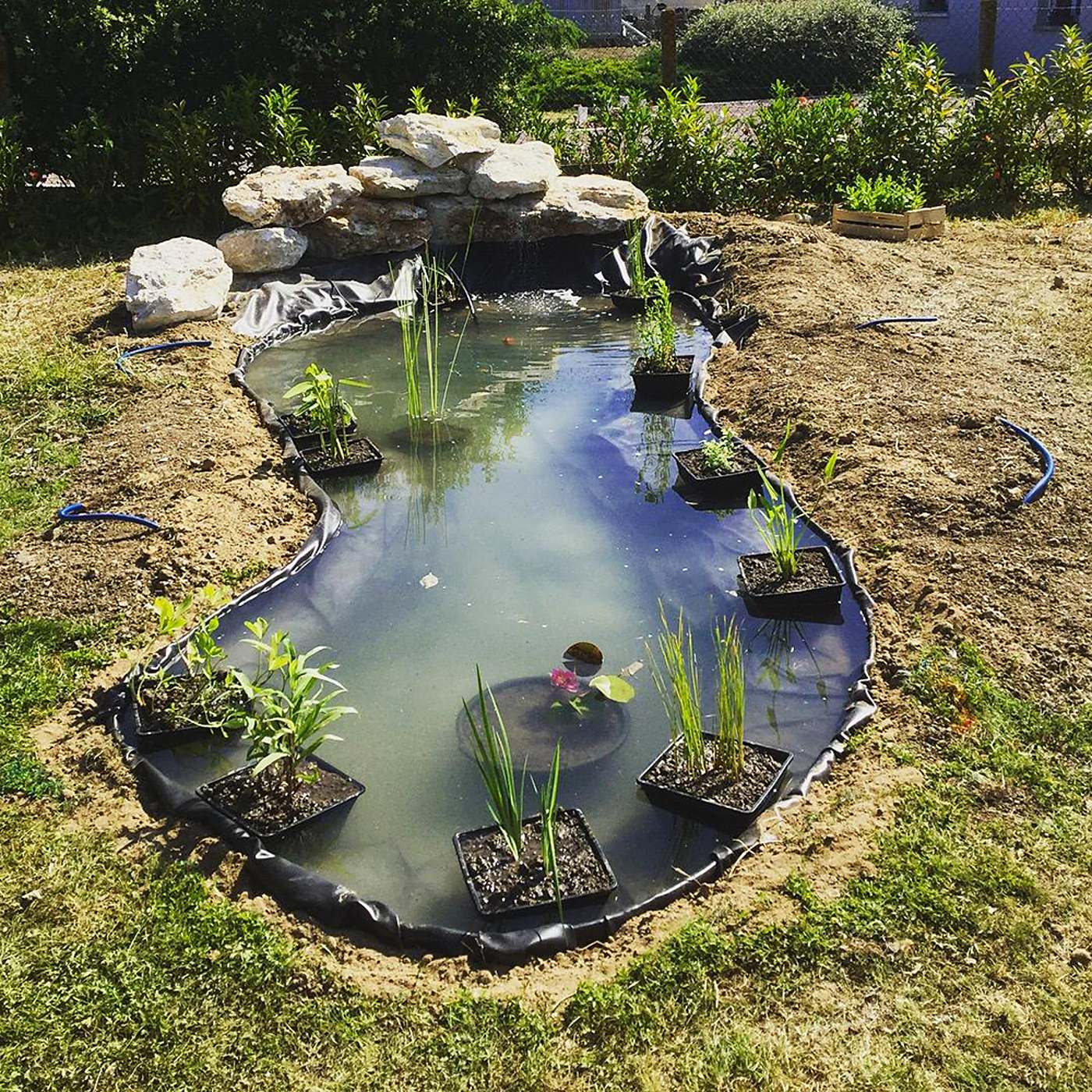 Un bassin de jardin fraîchement creusé, bordé d'une bâche noire, avec des plantes aquatiques en bacs et un amas de rochers blancs au fond.