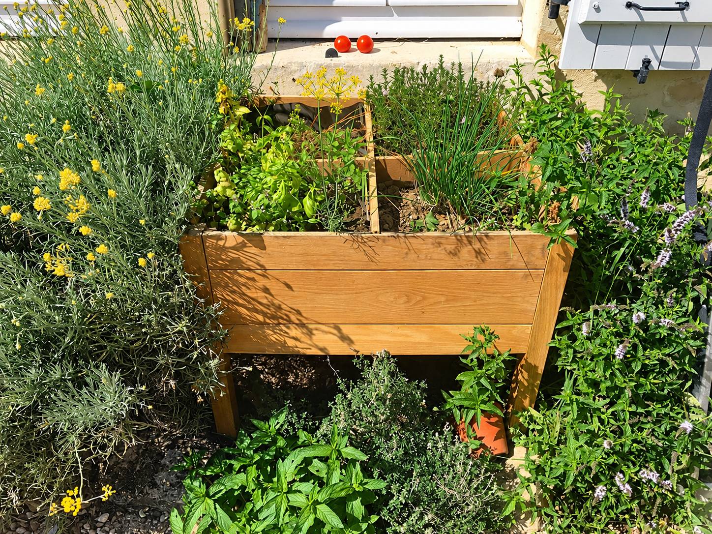 Un carré potager surélevé en bois rempli de plantes aromatiques, entouré de lavande, de menthe et de thym devant une façade ensoleillée.