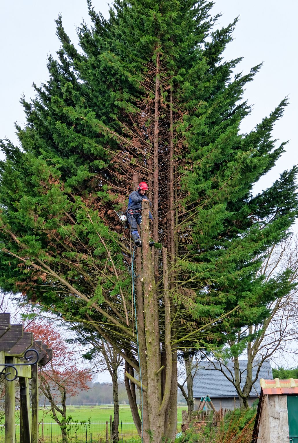 Un élagueur casqué de rouge, attaché à une corde, coupe le tronc d'un grand cyprès au milieu d'un jardin de campagne.
