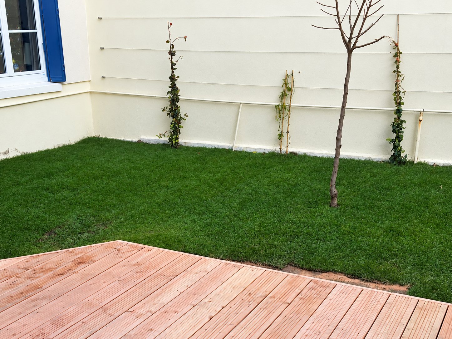 Un jardin récemment réalisé avec une pelouse verte, une terrasse en bois clair, un jeune arbre et des plantes grimpantes le long d'un mur crème.