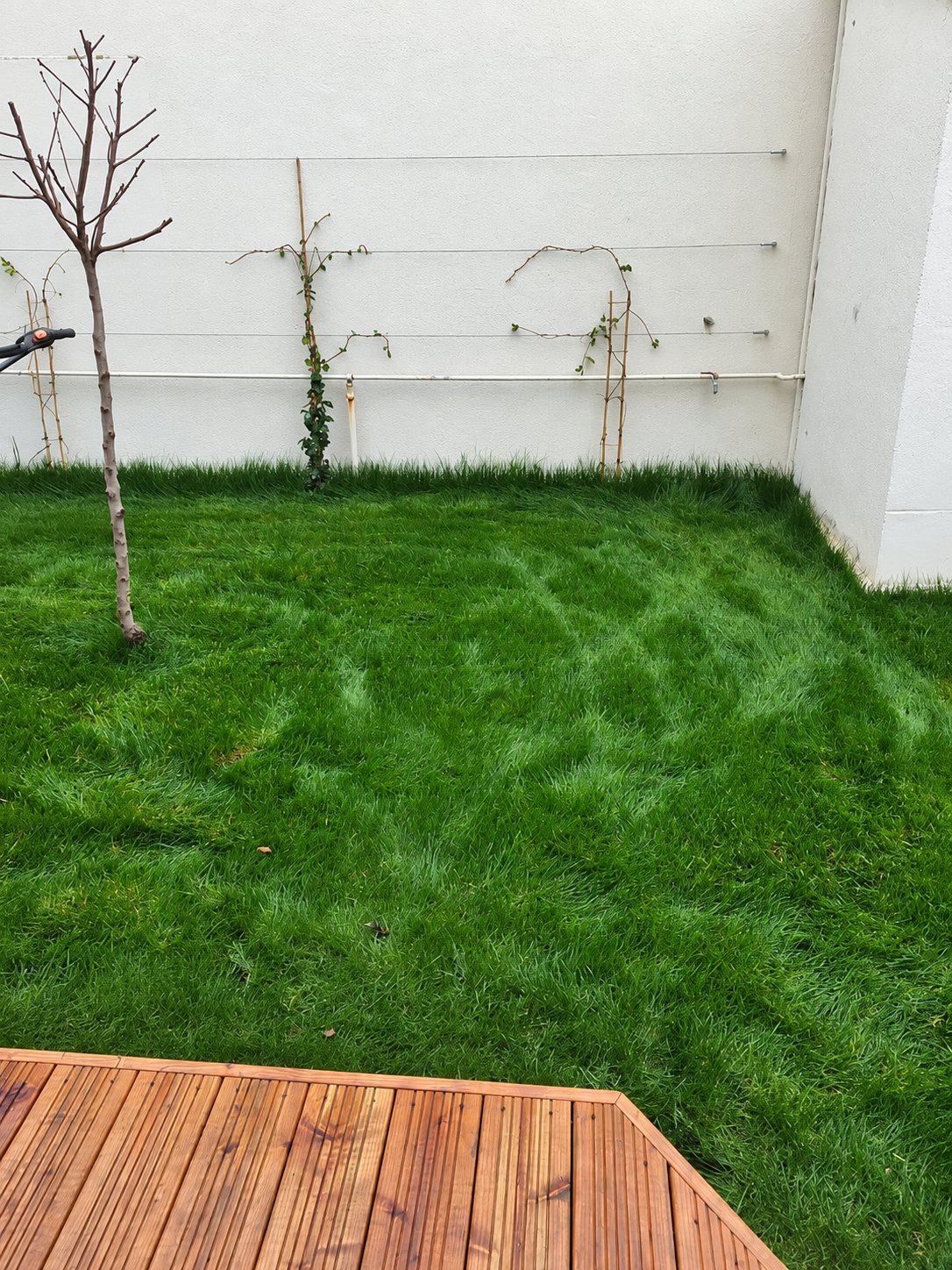 Petit jardin clos par un mur blanc, avec une pelouse verte dense, un jeune arbre, des plantes palissées sur fils et un coin de terrasse en bois.