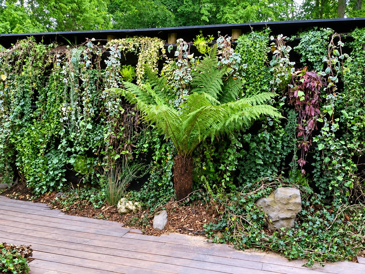 Un mur végétal garni de lierres variés et d'une grande fougère arborescente, au-dessus d'une terrasse en bois et d'un lit de paillage avec des pierres.