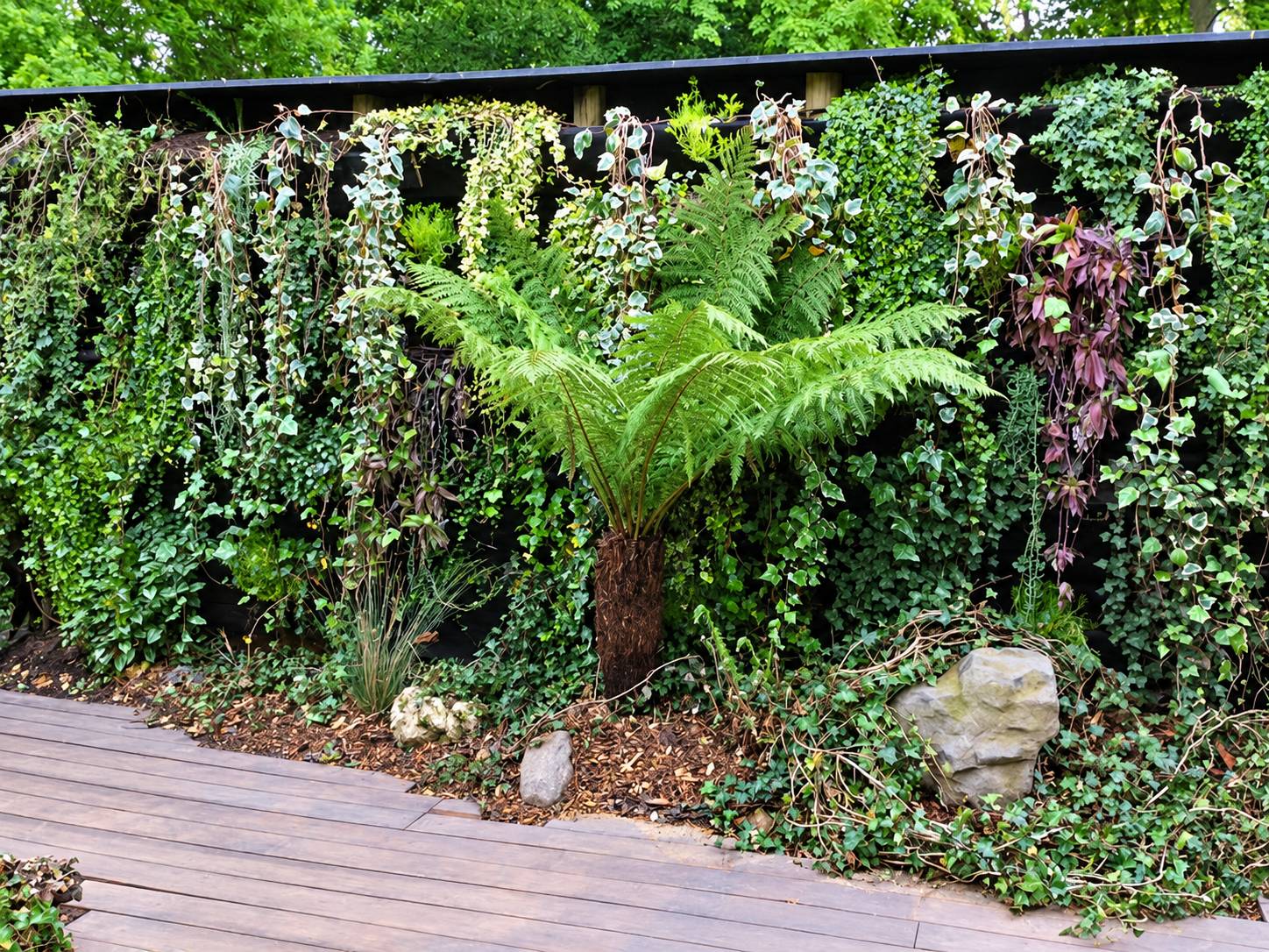 Un mur végétal garni de lierres variés et d'une grande fougère arborescente, au-dessus d'un paillage et de pierres, à côté d'une terrasse en bois.