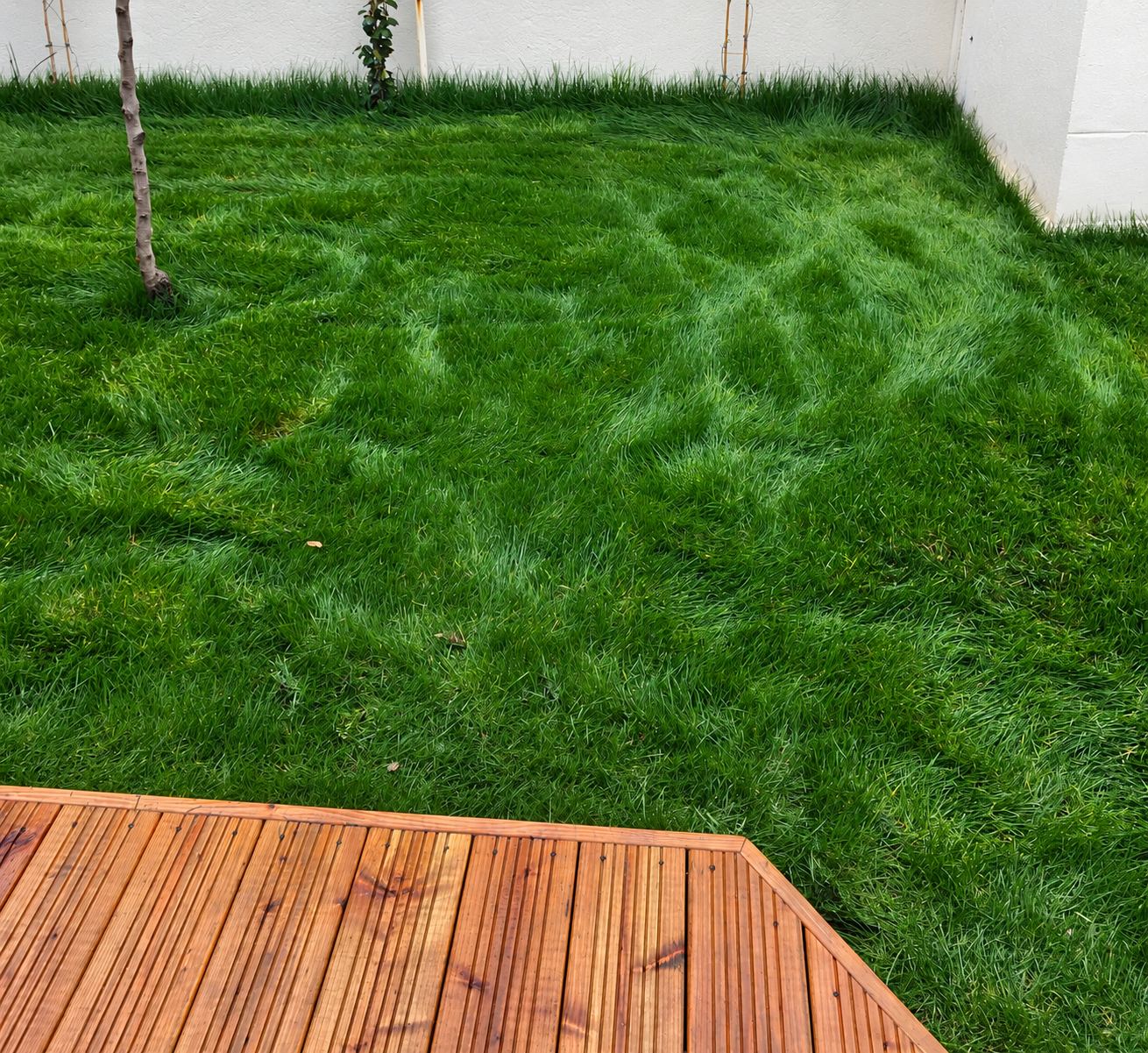 Un jardin clos par des murs blancs avec une pelouse dense d'un vert éclatant, un jeune arbre et un angle de terrasse en bois exotique.