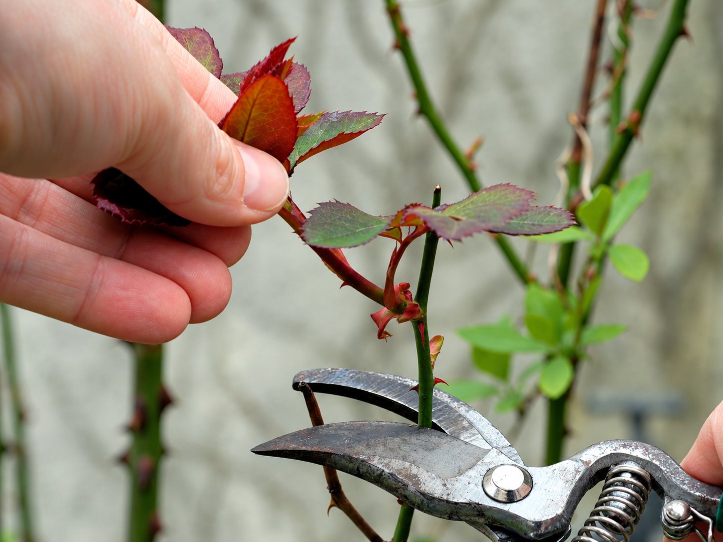 Une main tient une jeune pousse de rosier tandis qu'un sécateur coupe la tige verte, devant un mur flou.